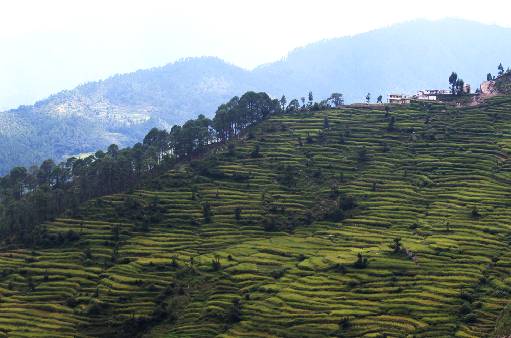 कृषि और पशुपालन इस इलाके के लोगों का मुख्य व्यवसाय है।